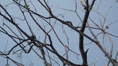 Low angle view of bare tree against clear blue sky