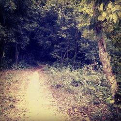 Dirt road passing through forest