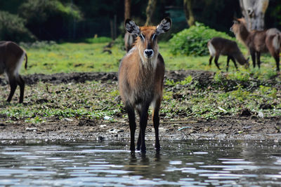 Side view of deer in lake