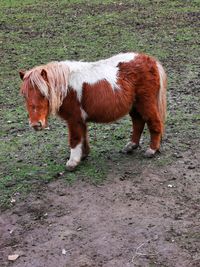 Horse standing in a field