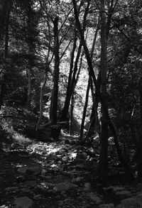 Trees in forest