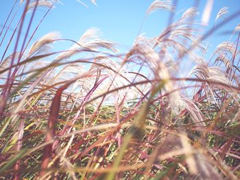 Close-up of plants against clear sky