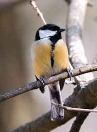 Close-up of bird perching on branch