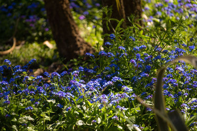 Close-up of purple flowering plants, wood forget me nots, on land 