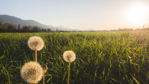 Dandelion blooming on field against sky