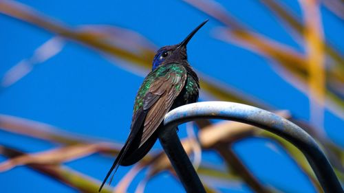 Close-up of bird perching on a branch