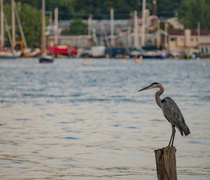 Bird perching on wooden post