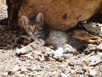 Relaxing young streetcat in chefchaouen / morocco