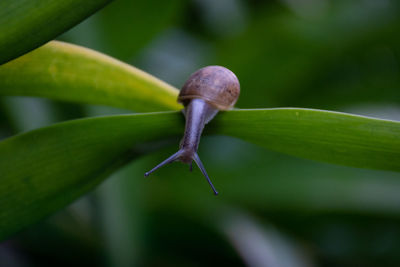 Close-up of snail on plant