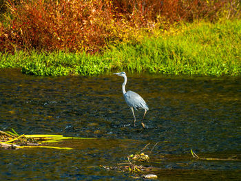 Gray heron in lake