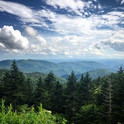 Scenic view of pine trees against sky