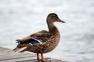 View of a bird on the lake