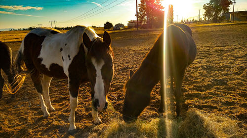 Cows on field against the sky