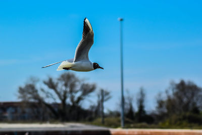 Low angle view of seagull flying