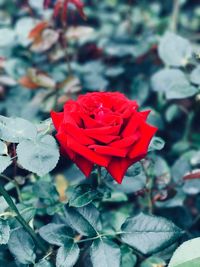 Close-up of red rose blooming outdoors