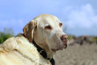 Close-up of dog