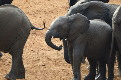 Playful african elephants right out of the water