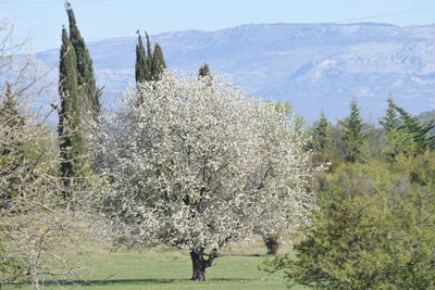 Panoramic view of trees on field