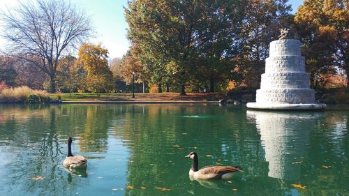 Birds in water