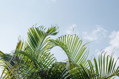 Low angle view of palm tree leaves against sky