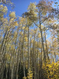 Low angle view of trees in forest against sky