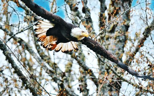 Low angle view of a bird flying