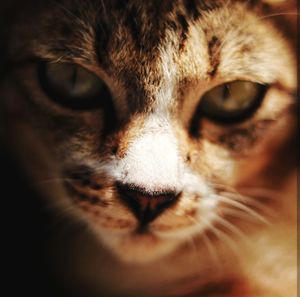 Close-up portrait of cat