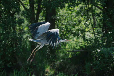 Bird flying in a forest