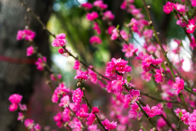 Close-up of pink flowers