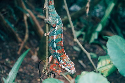 Close-up of chameleon on plant