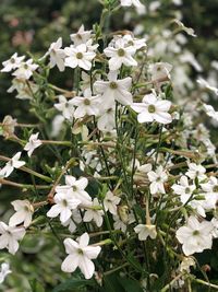 Close-up of white flowering plants