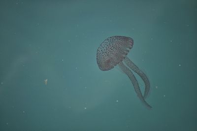 Close-up of fish swimming in sea