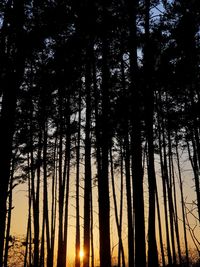 Low angle view of silhouette trees against sky at sunset