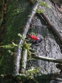 High angle view of insect on plant