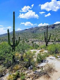Cactus plants growing in desert against sky