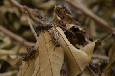Close-up of insect on dry leaves