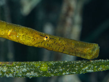 Close-up of a lizard on leaf