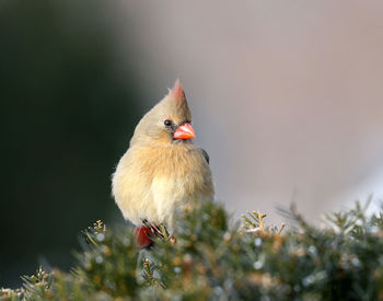 Female northern cardinal