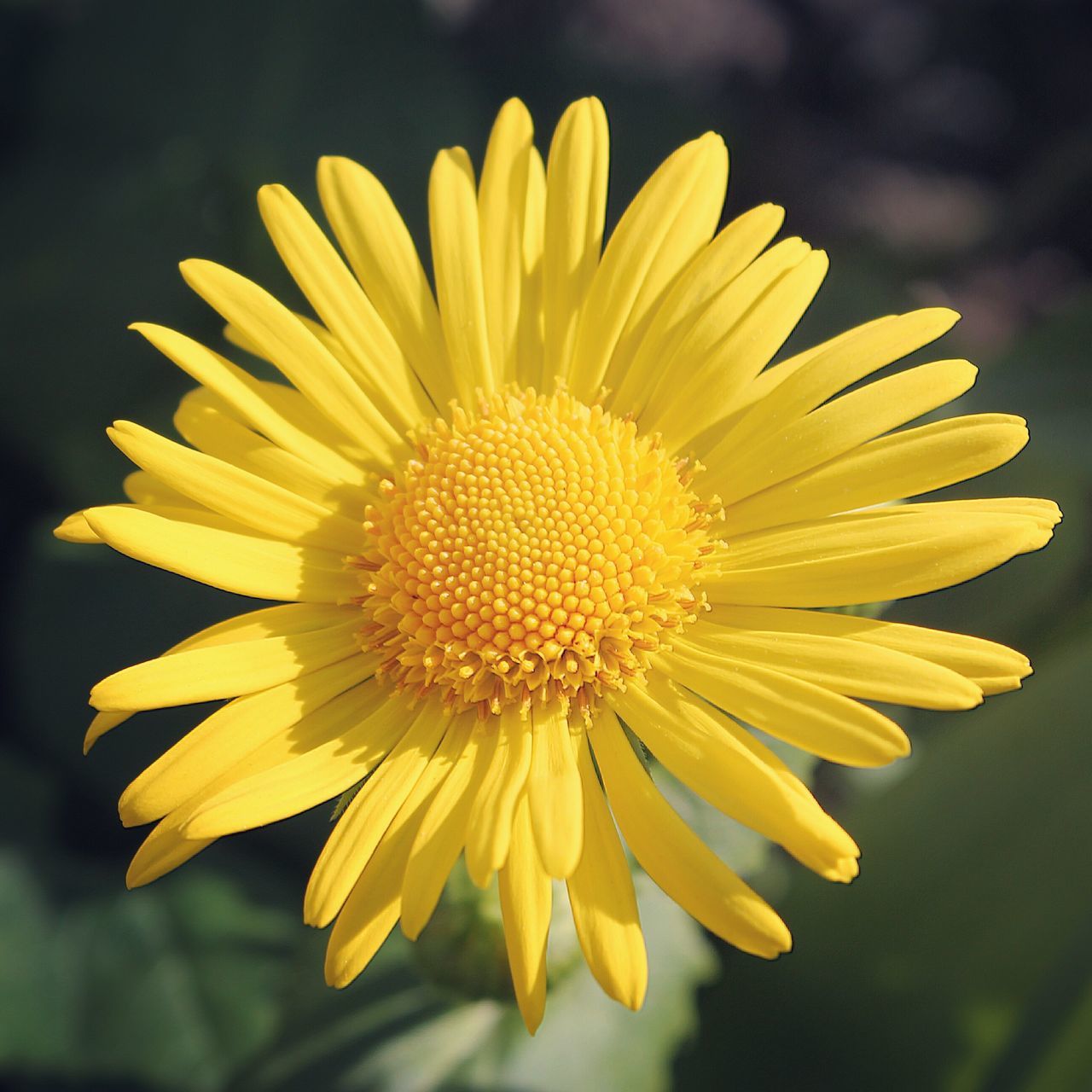 flower, yellow, fragility, petal, close-up, freshness, flower head, beauty in nature, pollen, nature, black background, no people, gerbera daisy, outdoors, day