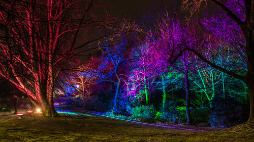 Illuminated trees in forest at night