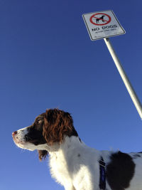 Low angle view of dog standing by warning sign against clear blue sky