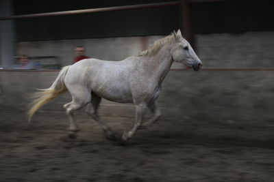 Horse running