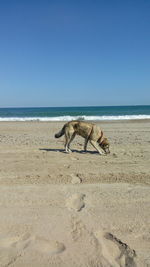 Dog on beach against clear sky