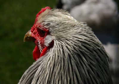 Close-up of a rooster 