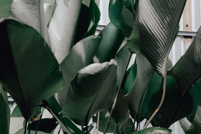 Full frame shot of plants