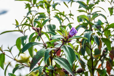 Close-up of purple flowering plant