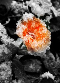 Close-up of flower in water