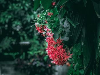 Close-up of red flowering plant