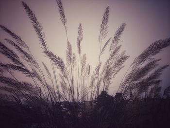 Low angle view of silhouette plants against sky