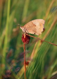 Close-up of insect on plant